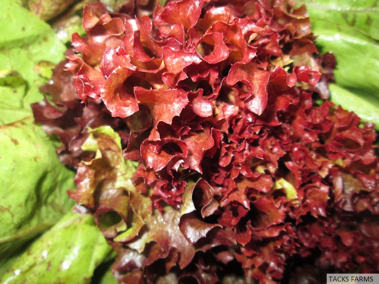 Red Lettuce